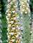 Foxglove, Wooly